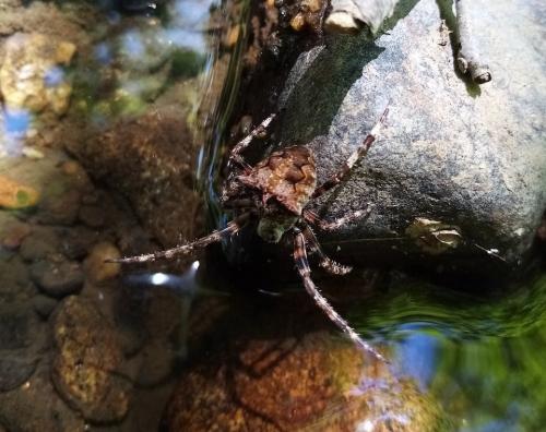 Araneus angulatus